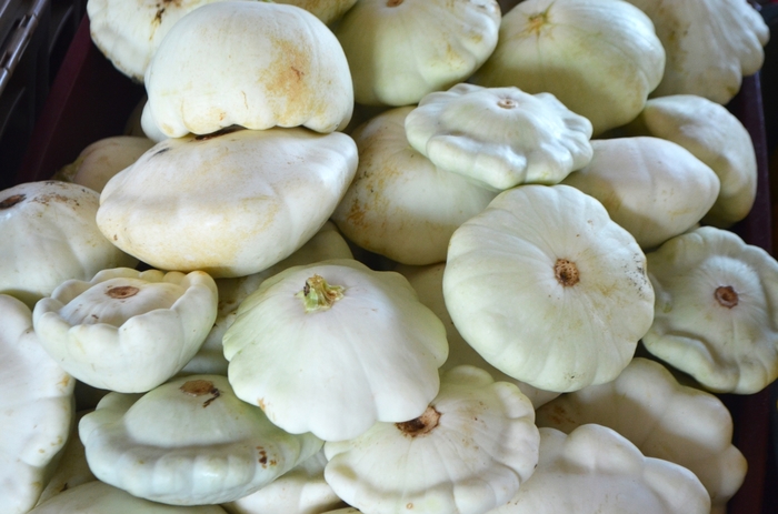 'Pattypan' Scallop Squash - Cucurbita pepo from The Flower Spot 'Pattypan' Scallop Squash - Cucurbita pepo from The Flower Spot
