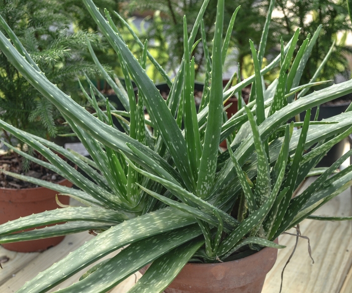 Aloe Vera - Aloe barbadensis from The Flower Spot