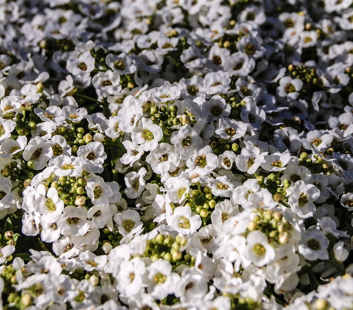 Alyssum 'Snow Crystals' - Lobularia maritima from The Flower Spot Alyssum 'Snow Crystals' - Lobularia maritima from The Flower Spot