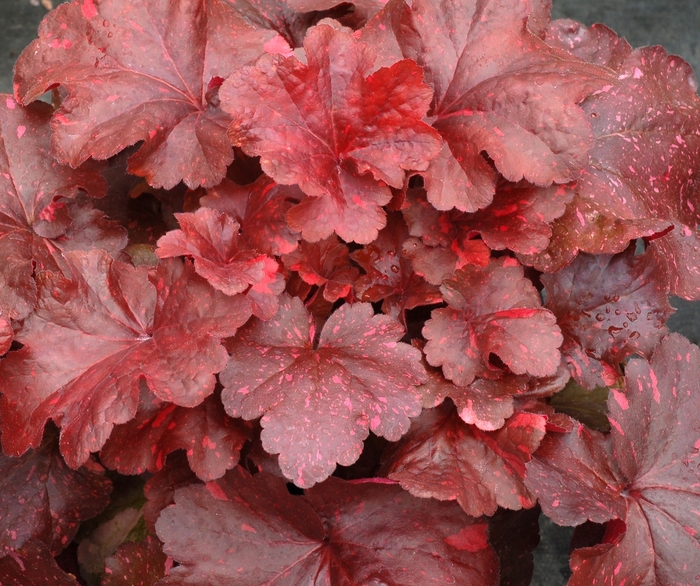 Coral Bells 'Galaxy' - Heuchera from The Flower Spot