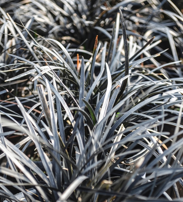 Black Mondo Grass - Ophiopogon planiscapus 'Nigrescens' from The Flower Spot