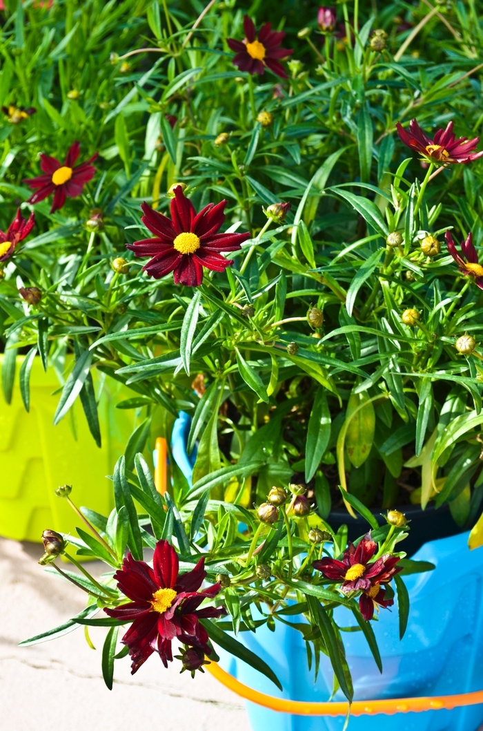 Tickseed 'Mercury Rising' - Coreopsis from The Flower Spot Tickseed 'Mercury Rising' - Coreopsis from The Flower Spot