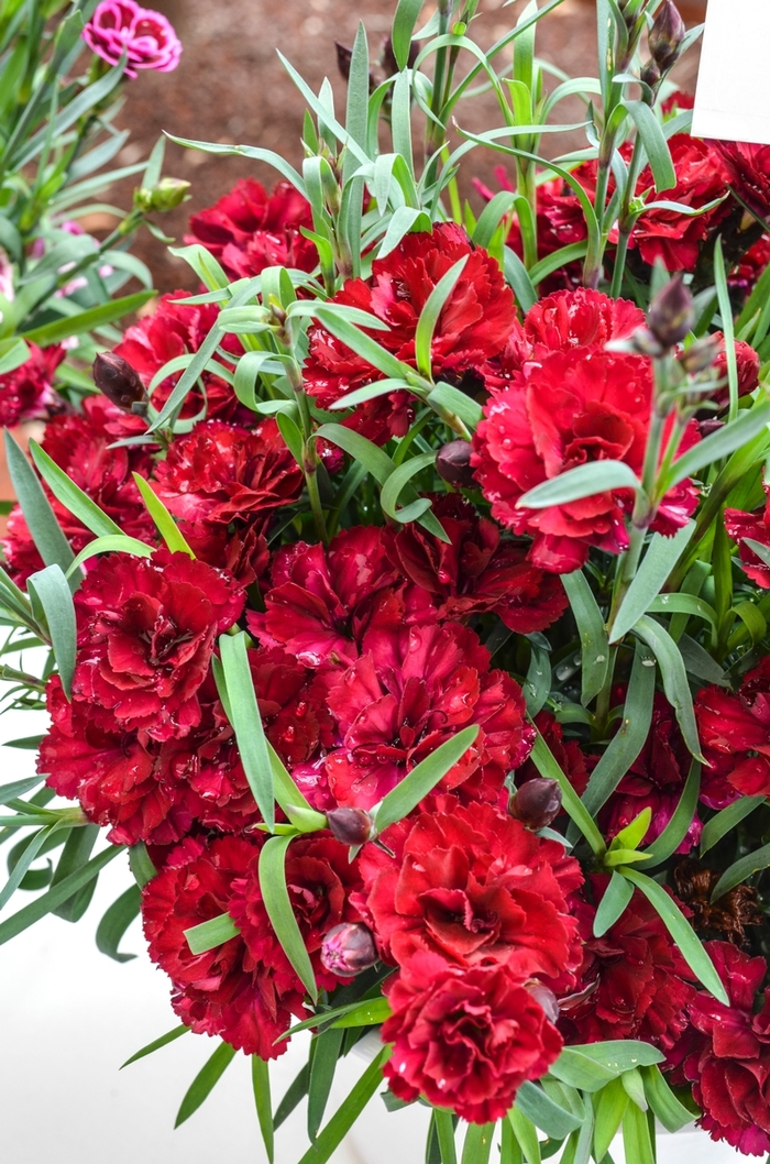 Dianthus 'Multiple Varieties' - Dianthus caryophyllus (Pot Carnation) from The Flower Spot Dianthus 'Multiple Varieties' - Dianthus caryophyllus (Pot Carnation) from The Flower Spot