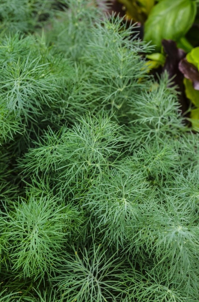 Dill 'Fernleaf' - Anethum graveolens from The Flower Spot Dill 'Fernleaf' - Anethum graveolens from The Flower Spot