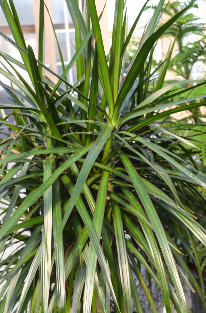 Dragon Tree - Dracaena Marginata from The Flower Spot