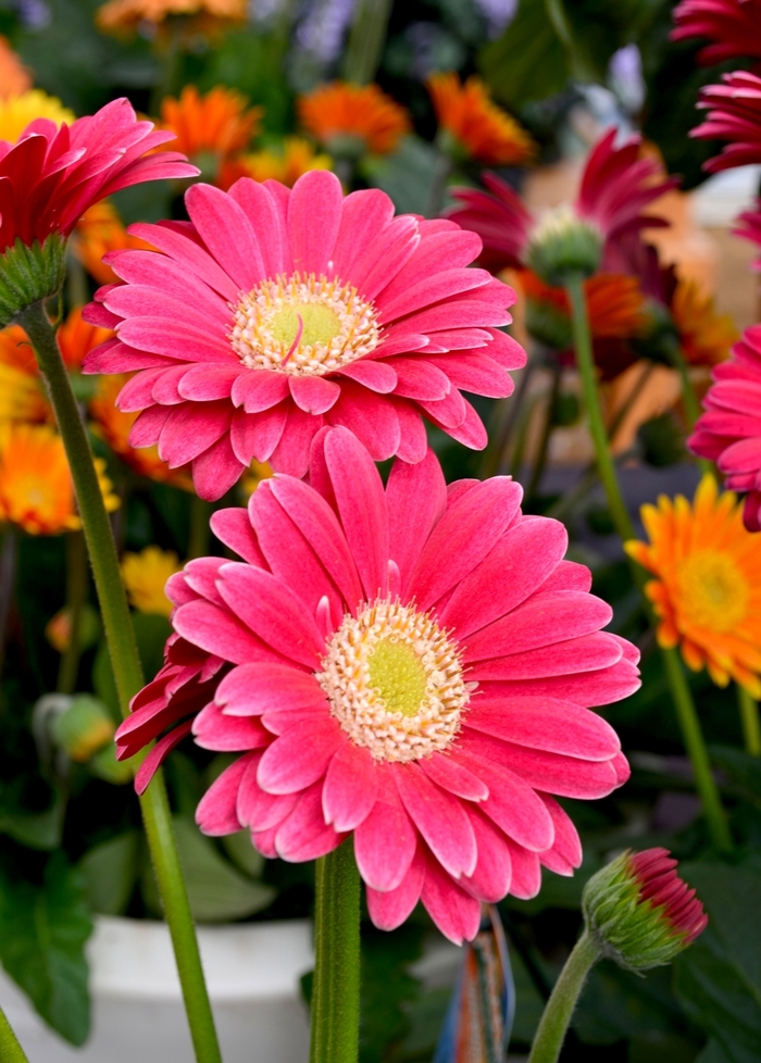 Gerbera Daisy - Gerbera jamesonii from The Flower Spot