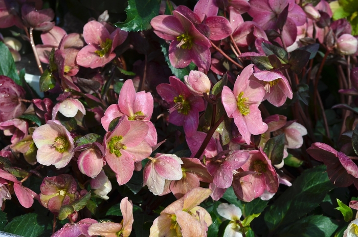 Helleborus 'Multiple Varieties' - Helleborus x nigercors from The Flower Spot Helleborus 'Multiple Varieties' - Helleborus x nigercors from The Flower Spot