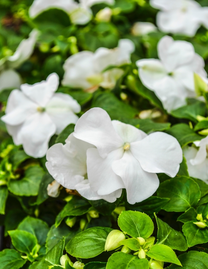 Impatiens 'Multiple Varieties' - Impatiens walleriana from The Flower Spot Impatiens 'Multiple Varieties' - Impatiens walleriana from The Flower Spot