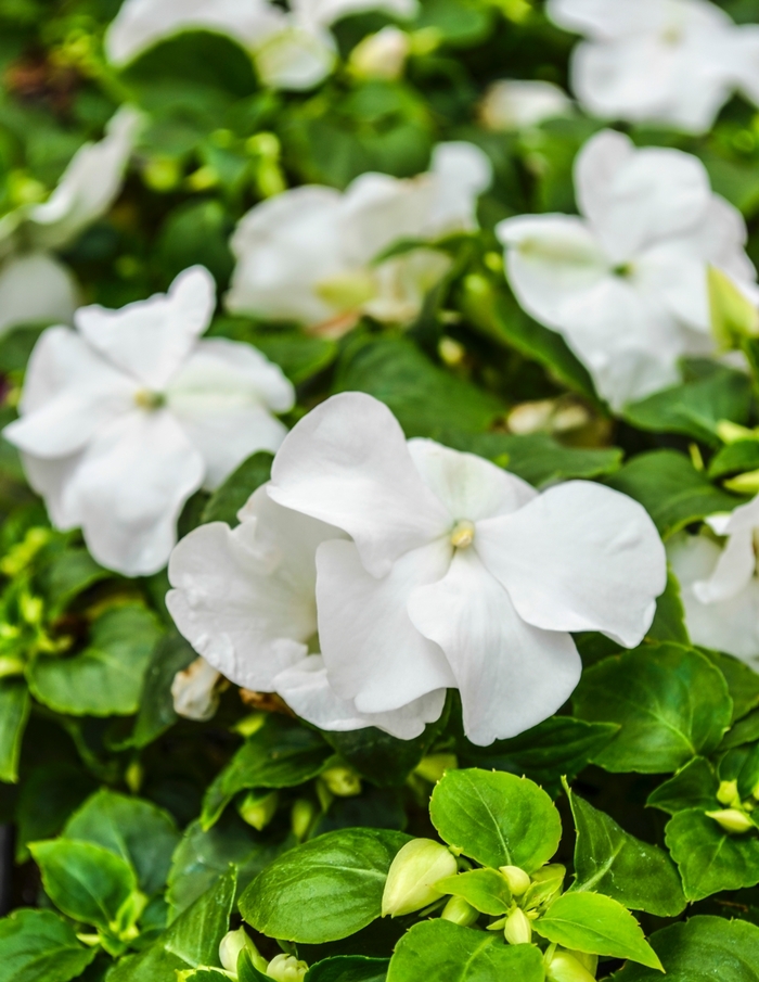 Impatiens - Impatiens walleriana from The Flower Spot