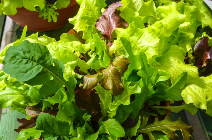 City Garden Lettuce Mix - Lactuca sativa 'City Garden Lettuce Mix' from The Flower Spot