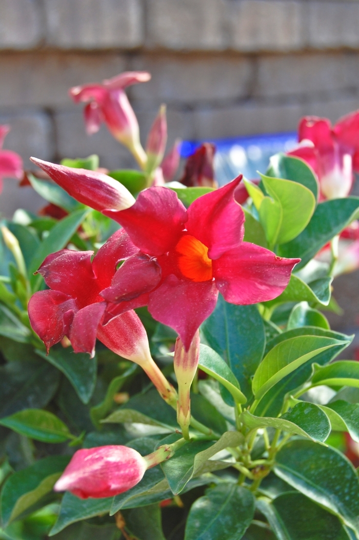 Mandevilla 'Sun Parasol' - Mandevilla hybrid from The Flower Spot Mandevilla 'Sun Parasol' - Mandevilla hybrid from The Flower Spot