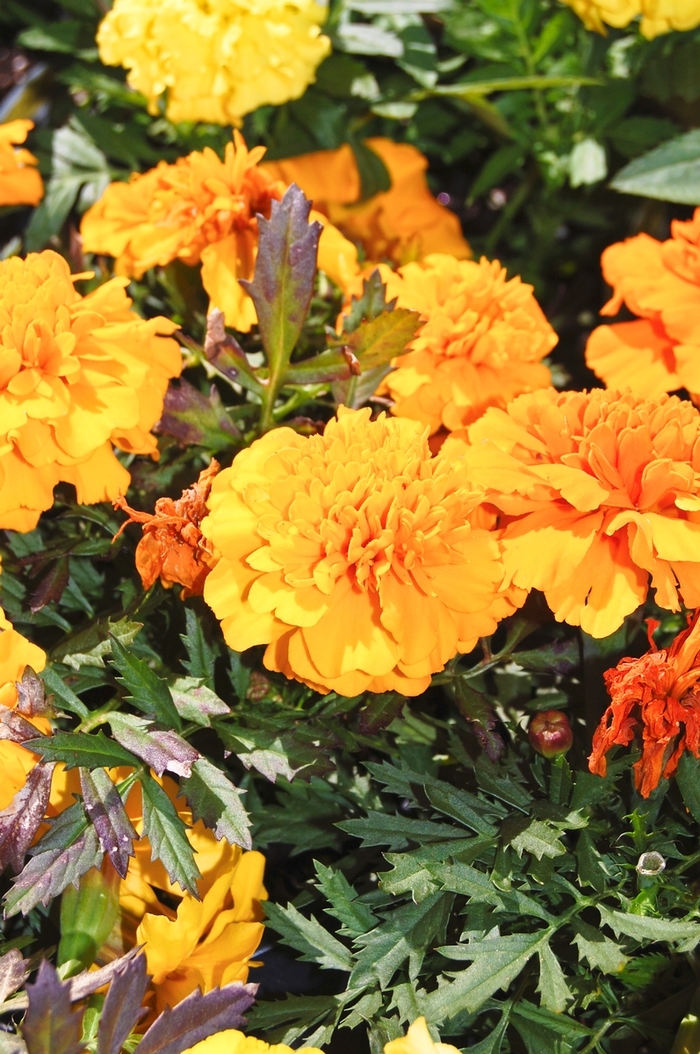 Marigold 'Inca II Orange' - Tagetes erecta (African Marigold) from The Flower Spot Marigold 'Inca II Orange' - Tagetes erecta (African Marigold) from The Flower Spot