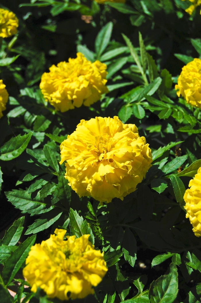 Marigold 'Inca II Yellow' - Tagetes erecta (African Marigold) from The Flower Spot Marigold 'Inca II Yellow' - Tagetes erecta (African Marigold) from The Flower Spot