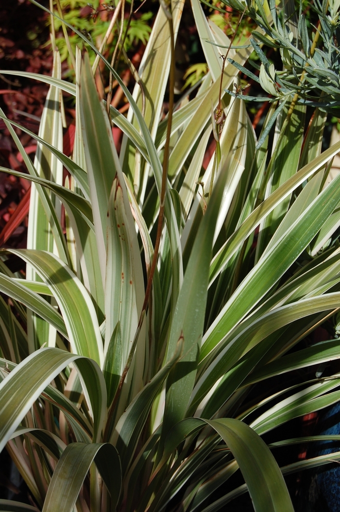 Variegated Flax Lily - Dianella tasmanica 'Variegata' from The Flower Spot