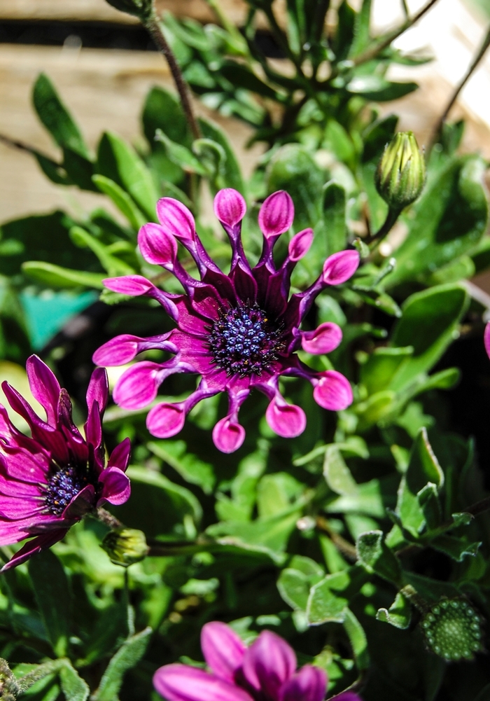 Osteospermum 'Astra Purple Spoon' - Osteospermum x hybrida (African Daisy) from The Flower Spot Osteospermum 'Astra Purple Spoon' - Osteospermum x hybrida (African Daisy) from The Flower Spot