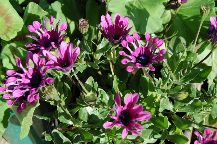 Astra™ Purple Spoon - Osteospermum x hybrida from The Flower Spot