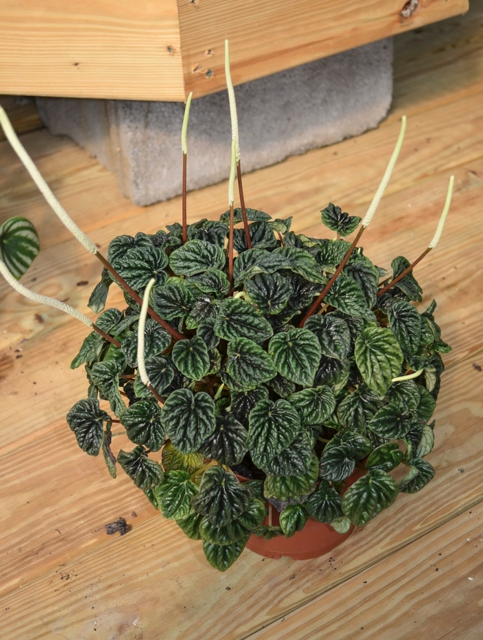 Peperomia 'Radiator' - Peperomia caperata from The Flower Spot Peperomia 'Radiator' - Peperomia caperata from The Flower Spot