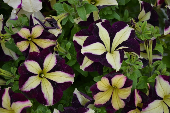 Petunia 'Crazytunia Frisky Purple' - Petunia x hybrida from The Flower Spot Petunia 'Crazytunia Frisky Purple' - Petunia x hybrida from The Flower Spot