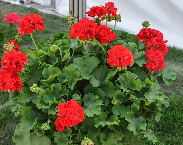 Geranium - Geranium 'Cumbanita Series' from The Flower Spot Geranium - Geranium 'Cumbanita Series' from The Flower Spot
