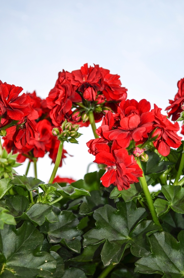 Geranium 'Great Balls Of Fire Red' - Pelargonium peltatum (Ivy Geranium) from The Flower Spot Geranium 'Great Balls Of Fire Red' - Pelargonium peltatum (Ivy Geranium) from The Flower Spot