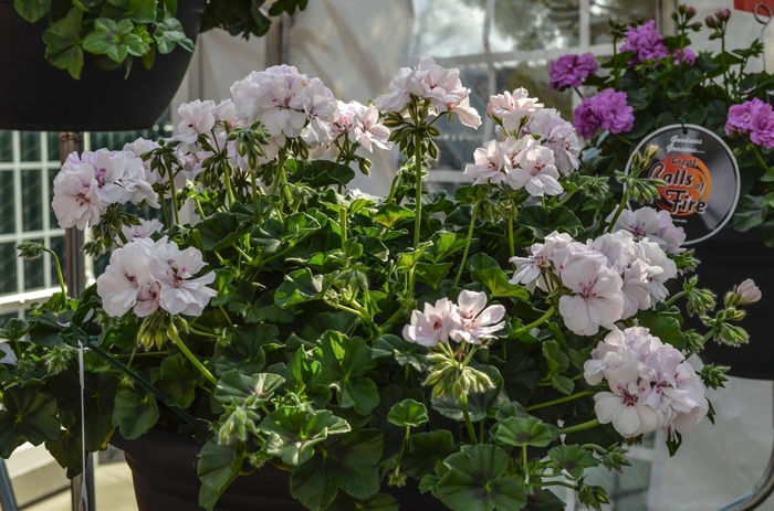 Geranium 'Great Balls of Fire White' - Pelargonium peltatum (Ivy Geranium) from The Flower Spot