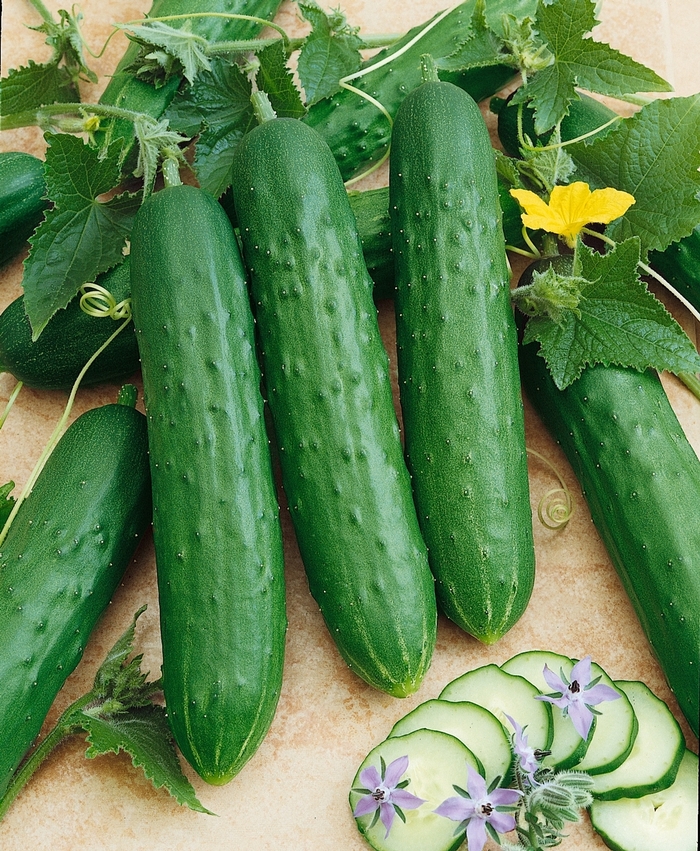 Cucumis sativus | Cucumber 'Green Light' | The Flower Spot