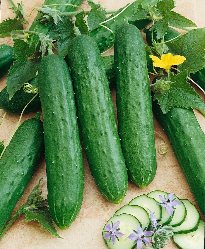 Cucumber - Green Light from The Flower Spot