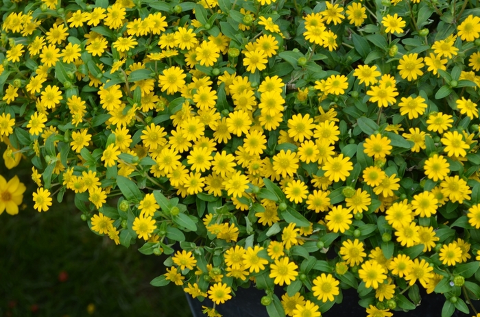 Sanvitalia 'Sunvy Super Gold' - Sanvitalia procumbens (Creeping Zinnia) from The Flower Spot Sanvitalia 'Sunvy Super Gold' - Sanvitalia procumbens (Creeping Zinnia) from The Flower Spot