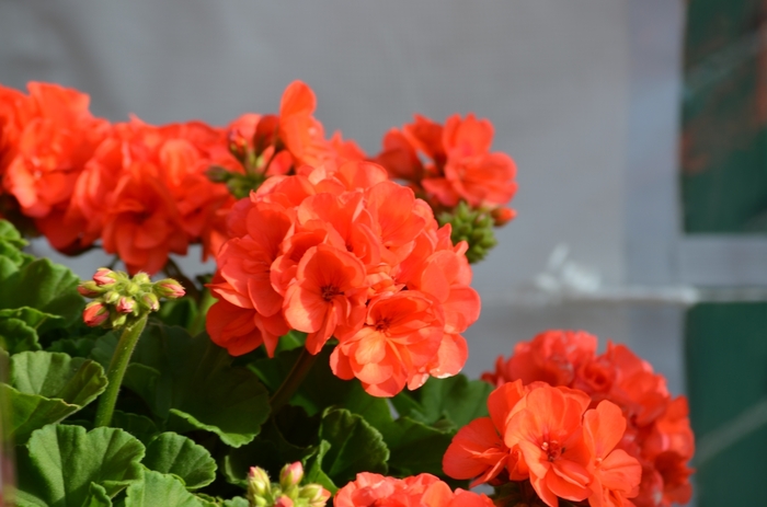 Geranium 'Maverick Red' - Seed Geranium from The Flower Spot Geranium 'Maverick Red' - Seed Geranium from The Flower Spot