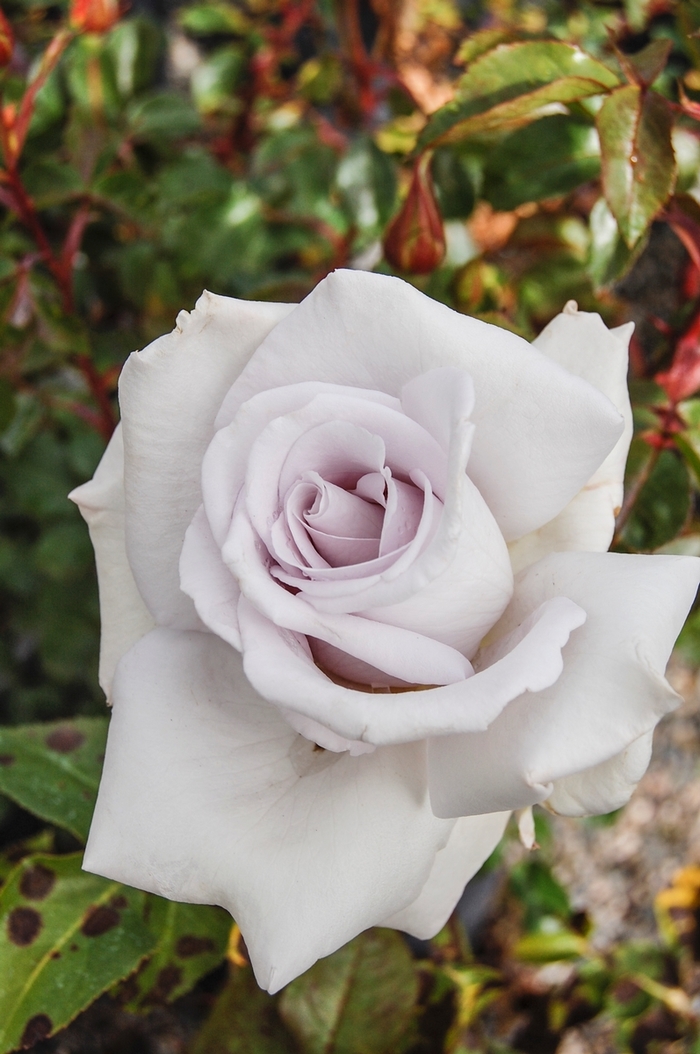 Rose 'Stainless Steel' - Rosa from The Flower Spot Rose 'Stainless Steel' - Rosa from The Flower Spot