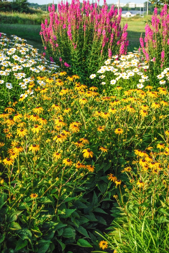 Black Eyed Susan - Rudbeckia fulgida 'Goldsturm' from The Flower Spot