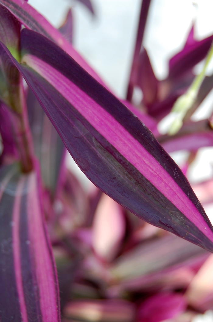 Setcreasea 'Pink Stripes™', Purple Heart