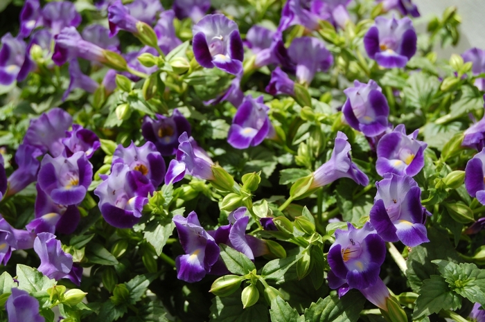 Torenia 'Large Blue' - Torenia fournieri from The Flower Spot Torenia 'Large Blue' - Torenia fournieri from The Flower Spot