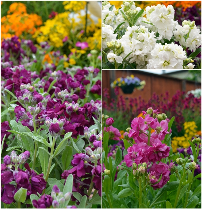 Stock 'Multiple Varieties' - Matthiola incana from The Flower Spot Stock 'Multiple Varieties' - Matthiola incana from The Flower Spot