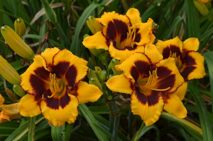 Re-Blooming Daylily - Hemerocallis 'Multiple Varieties' from The Flower Spot