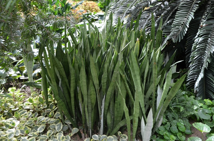 Snake Plant 'Multiple Varieties' - Sansevieria trifasciata from The Flower Spot Snake Plant 'Multiple Varieties' - Sansevieria trifasciata from The Flower Spot