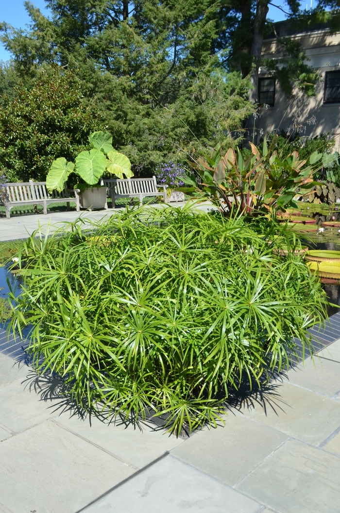 Grass 'Baby Tut' - Cyperus alternifolis from The Flower Spot Grass 'Baby Tut' - Cyperus alternifolis from The Flower Spot