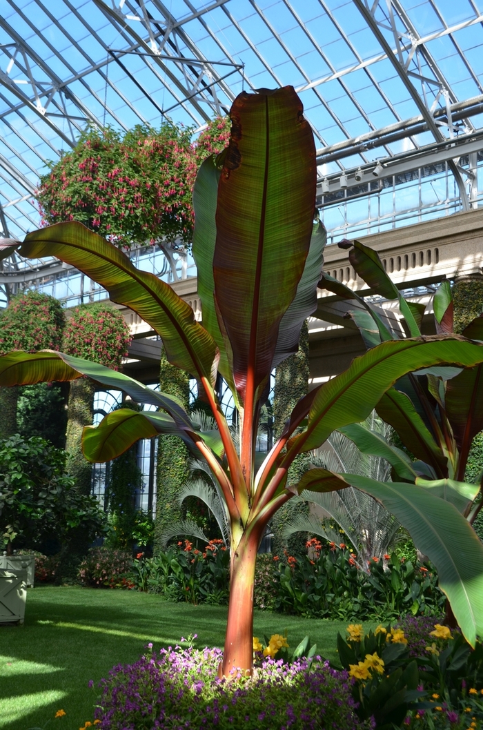 Banana Abyssinian Red - Ensete ventricosum 'Maurelli' from The Flower Spot