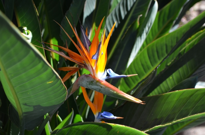 Bird of Paradise - Strelitzia reginae from The Flower Spot Bird of Paradise - Strelitzia reginae from The Flower Spot