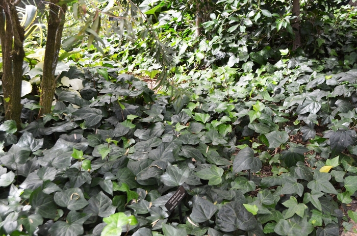 Ivy 'Algerian' - Hedera caneriensis from The Flower Spot Ivy 'Algerian' - Hedera caneriensis from The Flower Spot
