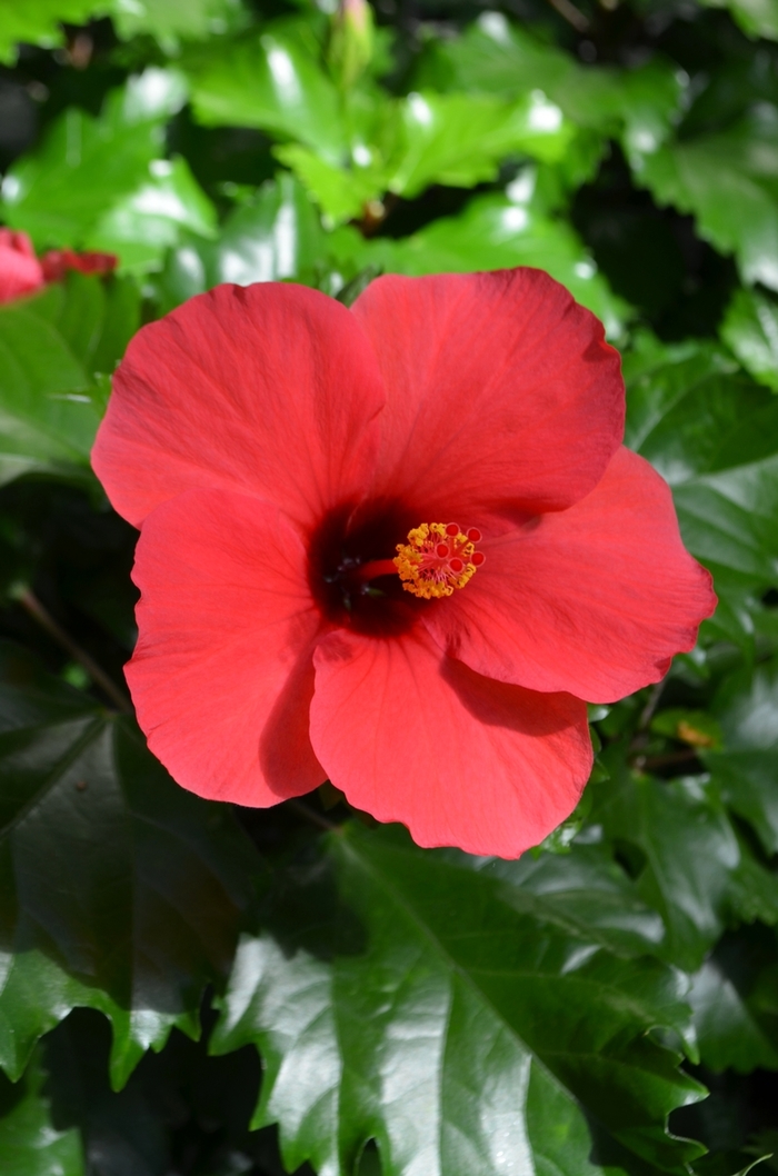 Hibiscus 'Multiple Varieties' - Hibiscus rosa-sinensis from The Flower Spot Hibiscus 'Multiple Varieties' - Hibiscus rosa-sinensis from The Flower Spot