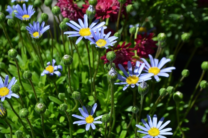 Felicia 'Tosca Blue' - Felicia amelloides from The Flower Spot