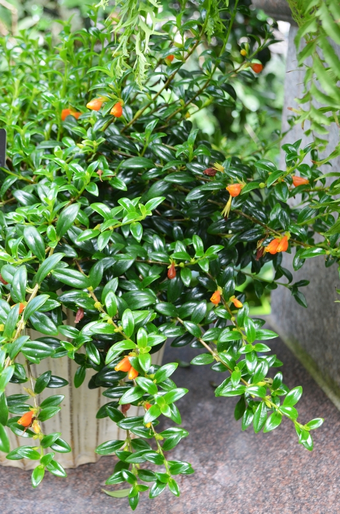 Goldfish Plant - Nematanthus gregarius from The Flower Spot Goldfish Plant - Nematanthus gregarius from The Flower Spot