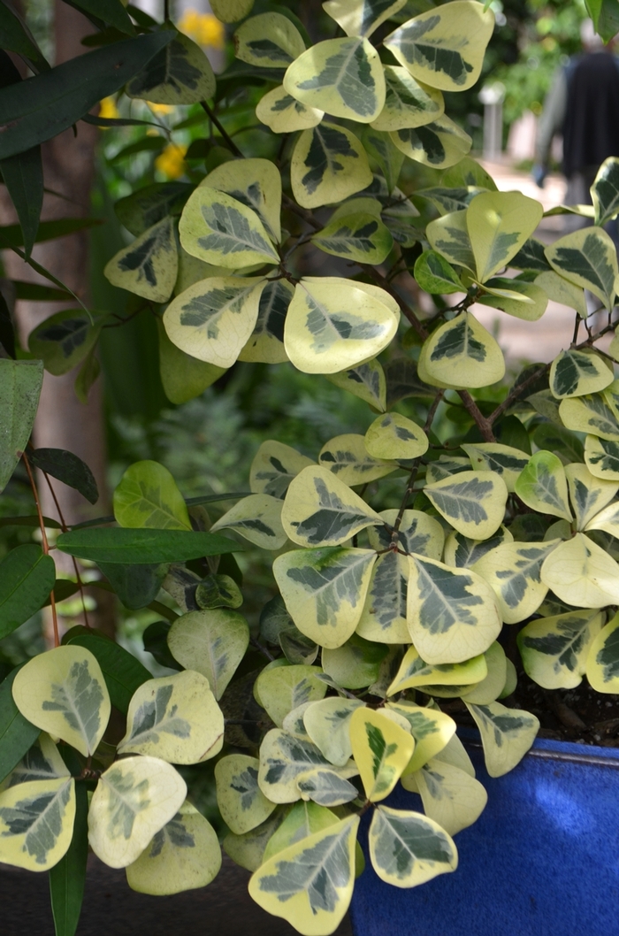 Fig 'Triangle Variegated' - Ficus natalensis ssp leprieurii from The Flower Spot Fig 'Triangle Variegated' - Ficus natalensis ssp leprieurii from The Flower Spot