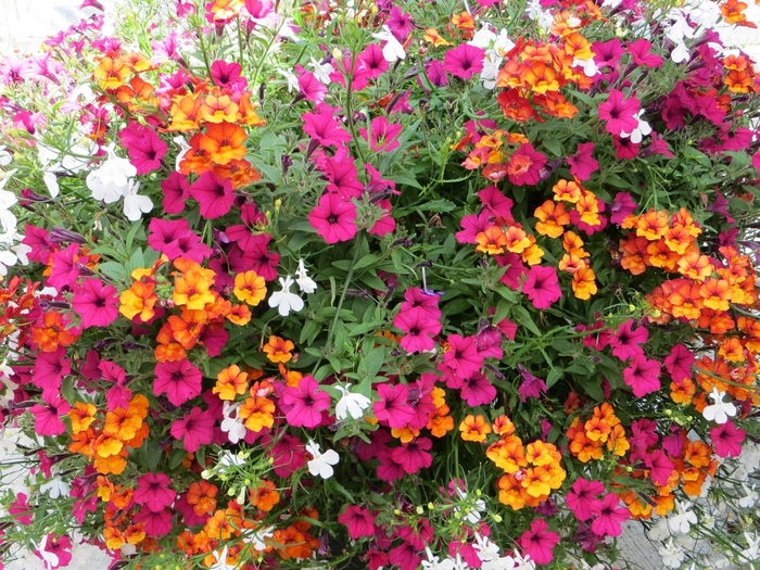 Assorted Basket Stuffers The Flower Spot
