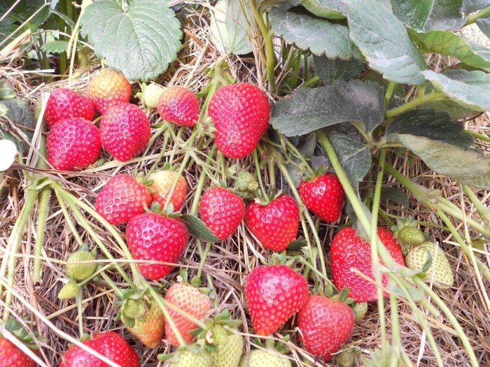 Strawberries - Strawberry from The Flower Spot Strawberries - Strawberry from The Flower Spot