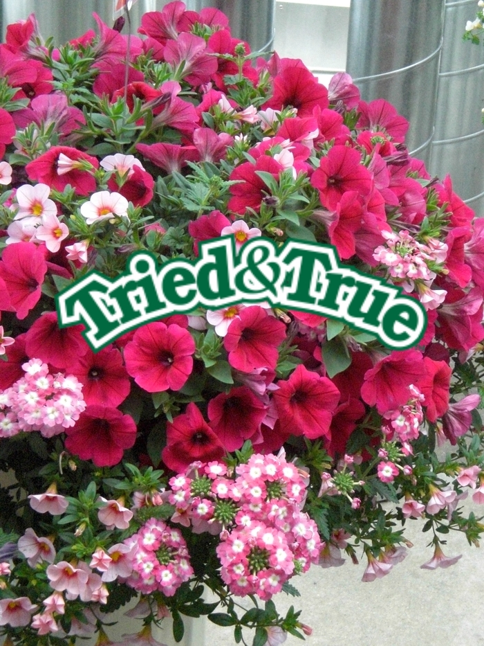 Tried & True Basket Stuffers - Trailing Annuals from The Flower Spot