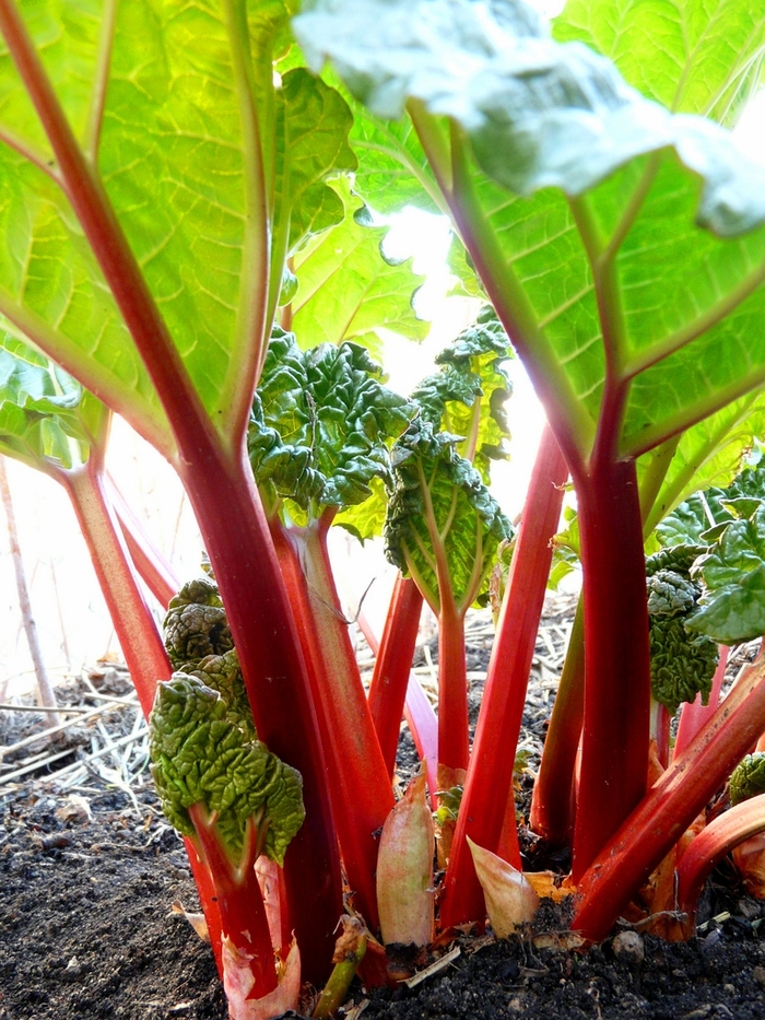 Rhubarb 'Multiple Varieties' - Rheum x coltorum from The Flower Spot Rhubarb 'Multiple Varieties' - Rheum x coltorum from The Flower Spot