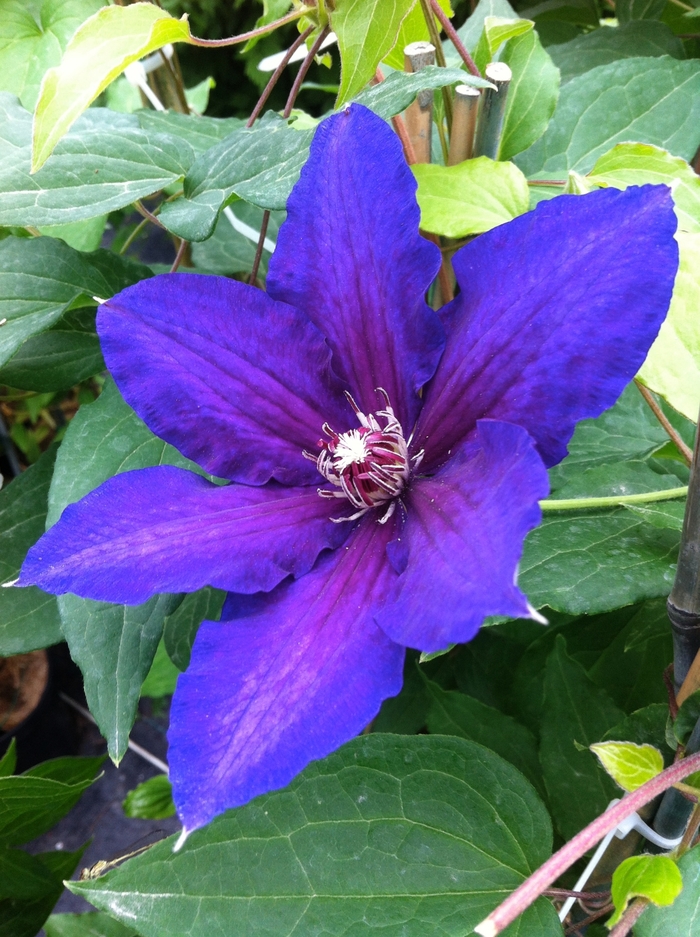 Clematis 'Vancouver Danielle' - Clematis from The Flower Spot