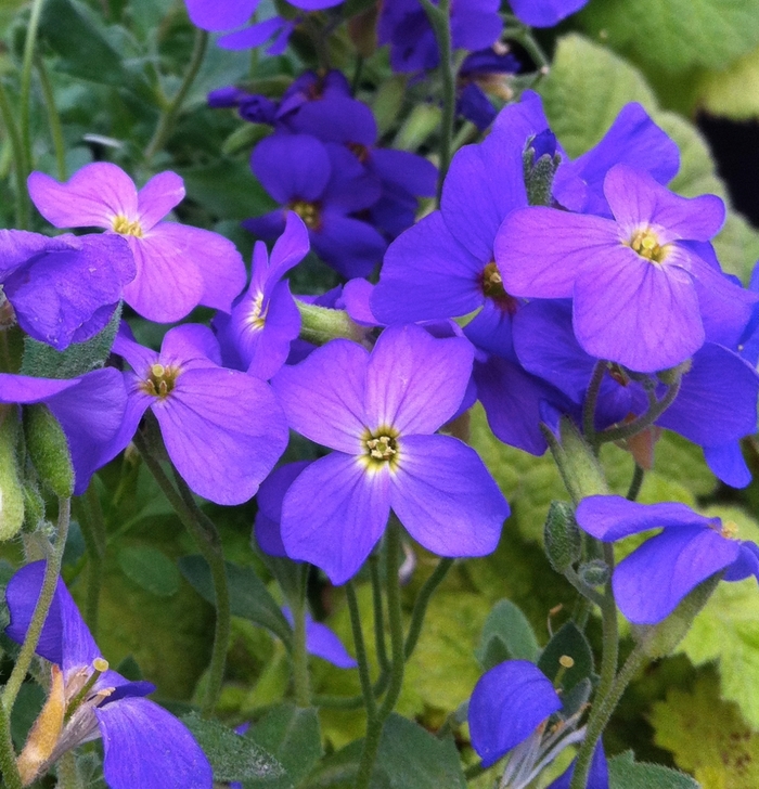 Rock Cress 'Cascade Blue' - Aubrieta from The Flower Spot